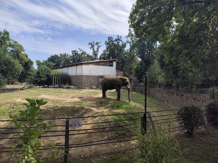 nyiregyháza elefánt