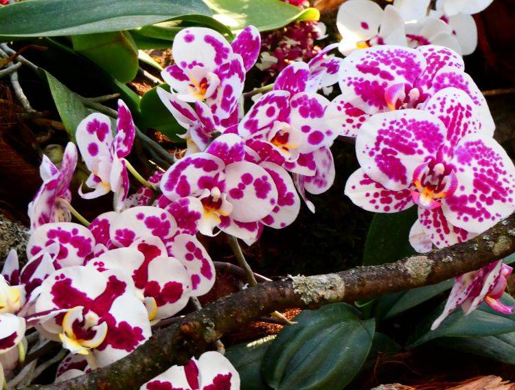 Mainau orchideavarázslat15