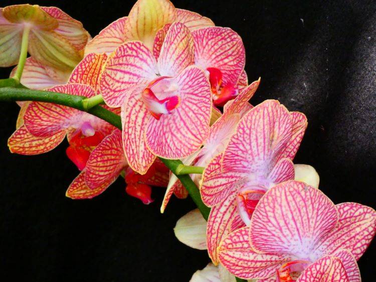 Mainau orchideavarázslat23