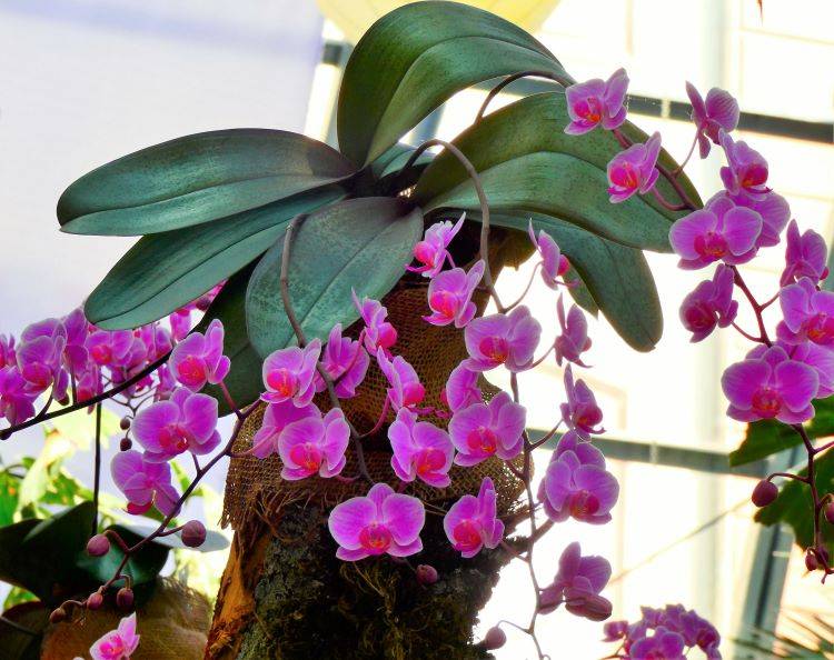Mainau orchideavarázslat24