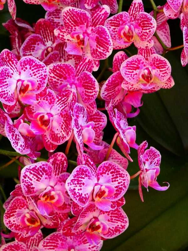 Mainau orchideavarázslat26